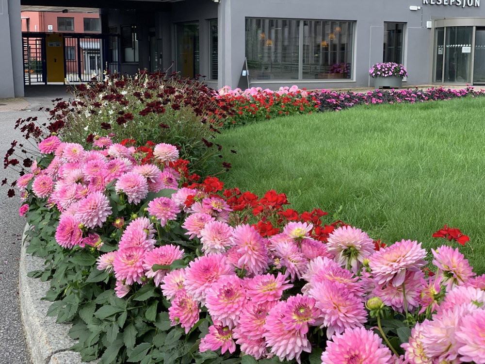 stort blomsterbed foran resepsjon, rosa og dyprøde blomster og grønt gress.