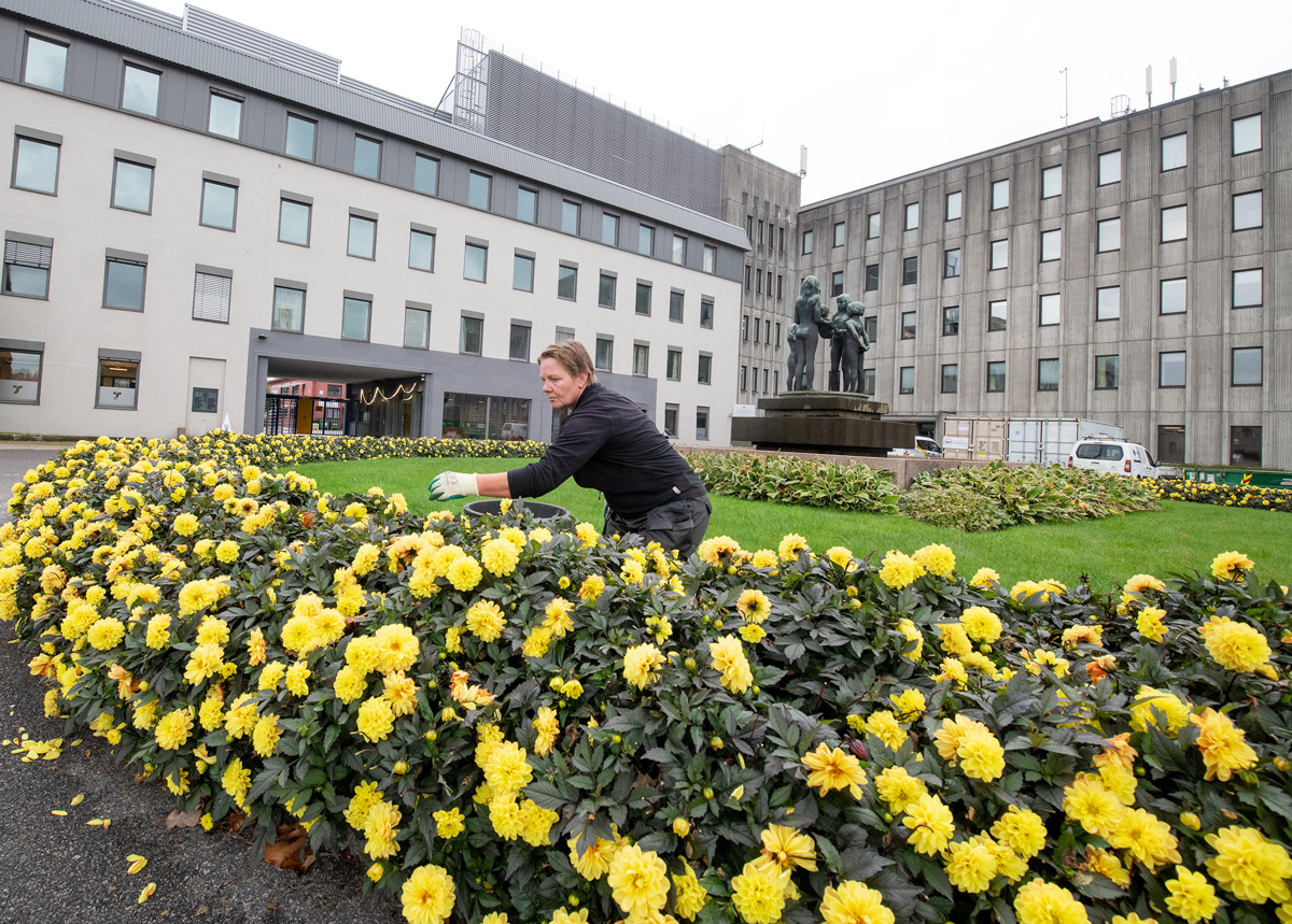 kvinnelig anleggsgartner sitter i blomsterbed og rydder og luker.