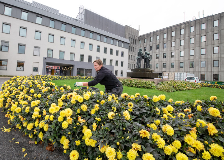 kvinnelig anleggsgartner sitter i blomsterbed og rydder og luker.